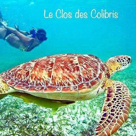 Lodge Colibris Piscine Privee Vue Panoramique Mer Et Montagne Pelee , 500 M Plage Dans Un Parc , Calme Assure Ideal Pour Decouvrir Le Nord Caraibes Λε Καρμπέ Εξωτερικό φωτογραφία
