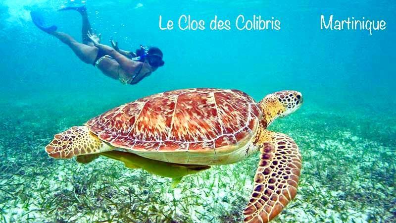 Lodge Colibris Piscine Privee Vue Panoramique Mer Et Montagne Pelee , 500 M Plage Dans Un Parc , Calme Assure Ideal Pour Decouvrir Le Nord Caraibes Λε Καρμπέ Εξωτερικό φωτογραφία